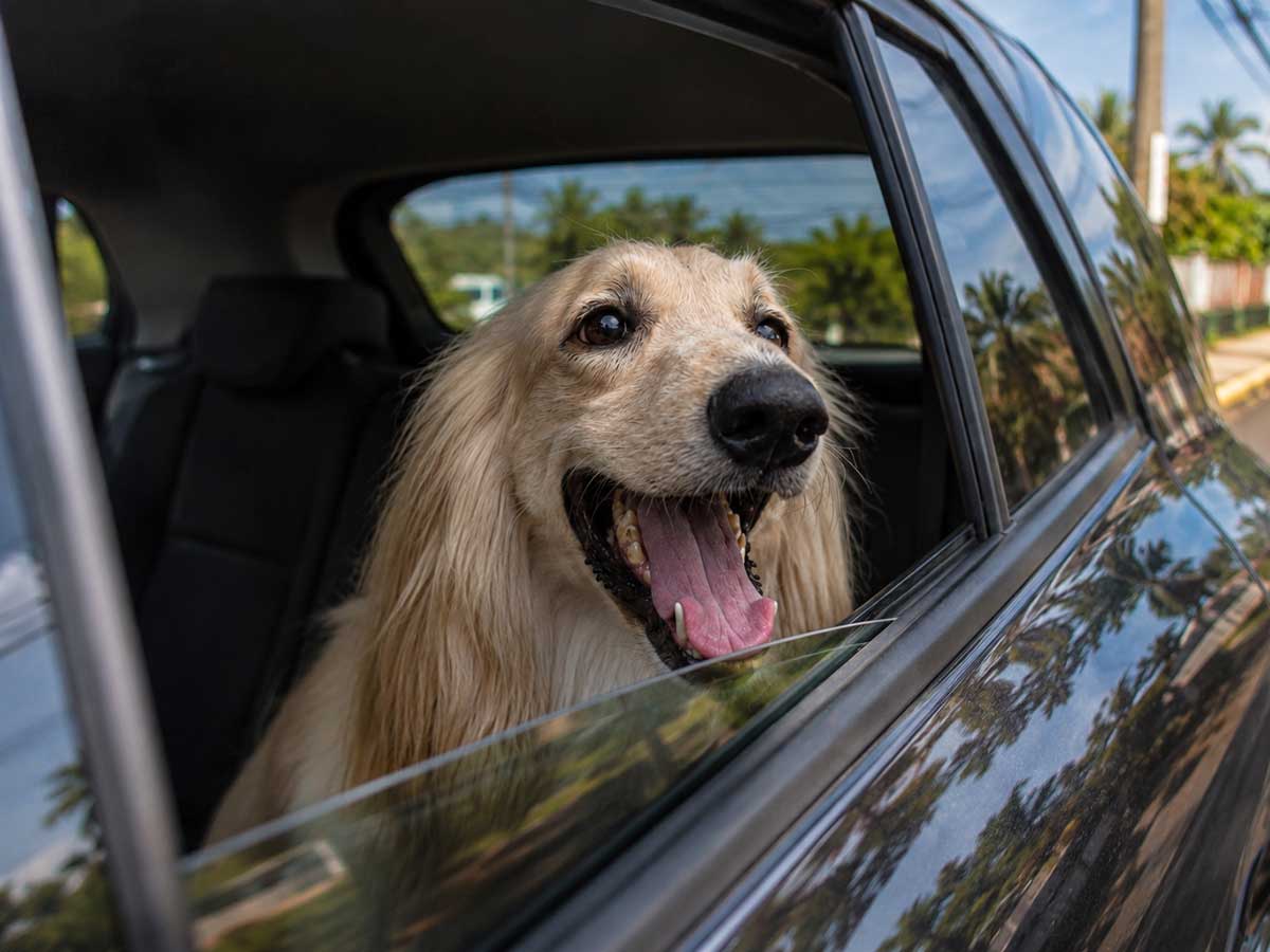 Perro feliz en el servicio de recogido y entrega a domicilio de SpaceVibes Grooming, Bayamón